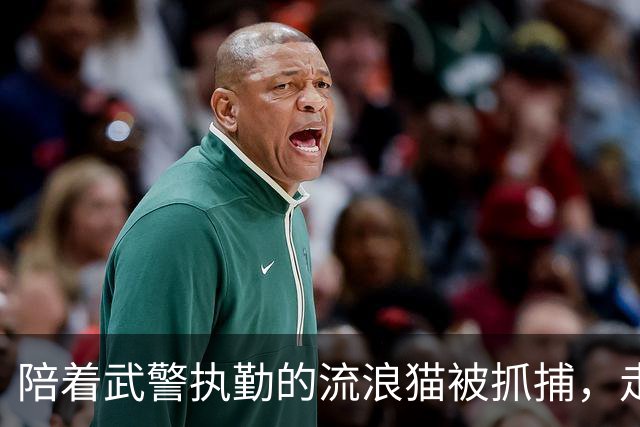 陪着武警执勤的流浪猫被抓捕，走红后被“收编”进宫？最新后续曝光
